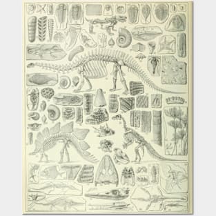 Fossil Chart Posters and Art